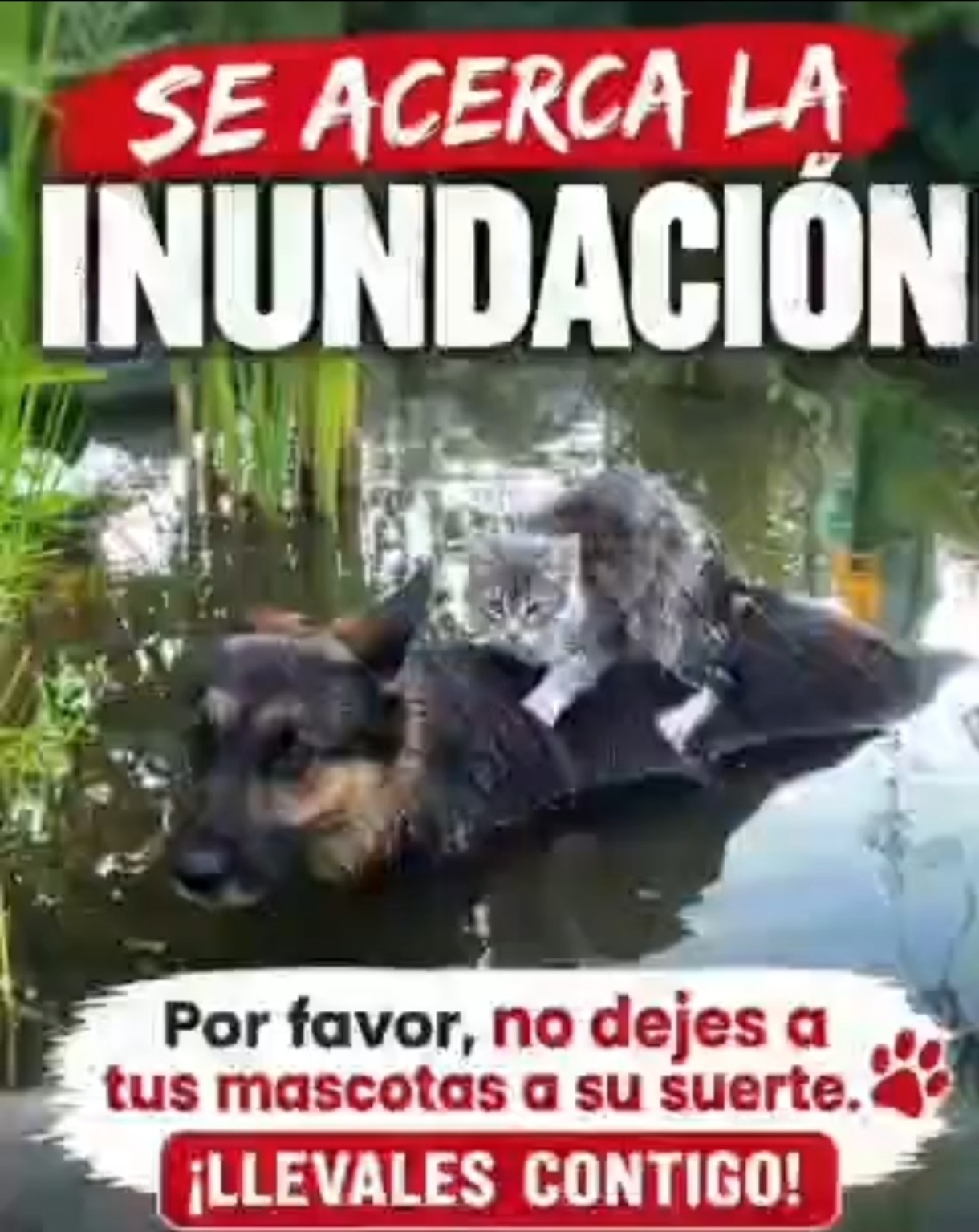 Perro en una zona inundada durante una campaña de prevención para no dejar mascotas atrás en Ayolas.