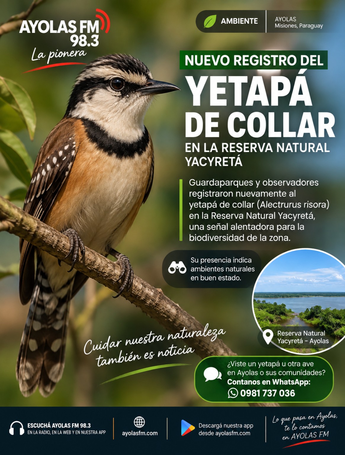 Pieza gráfica de AYOLAS FM sobre el nuevo registro del yetapá de collar en la Reserva Natural Yacyretá.